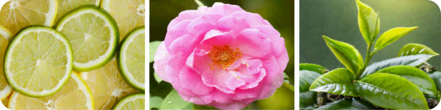 Description of the image