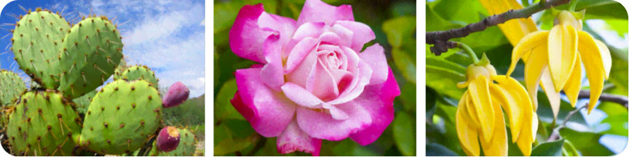Description of the image