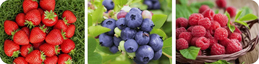 Ingrédients du déodorant naturel Fruits Rouges MEYAS